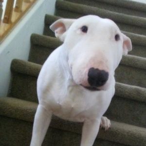 Meet your Posher, Pedro